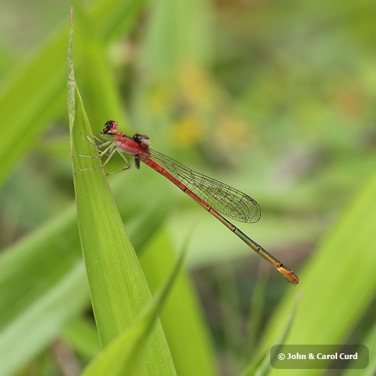 _MG_4319 Agriocnemis femina.JPG